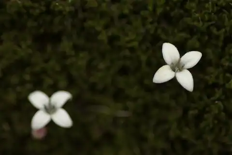 Foto dokumenter Arcytophyllum filiforme