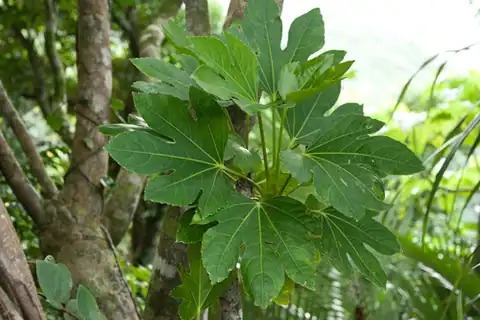 Foto dokumenter Osmoxylon pectinatum