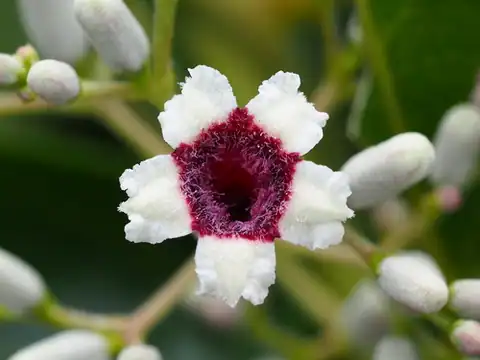 Foto dokumenter Paederia foetida
