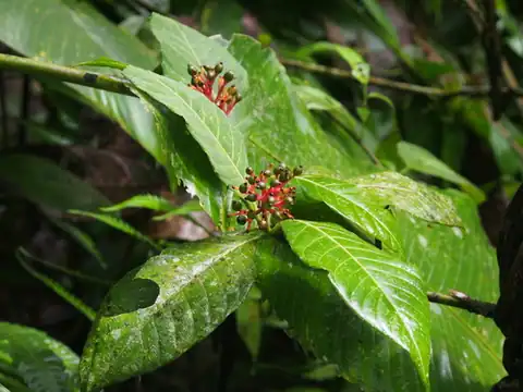 Foto dokumenter Palicourea crocea