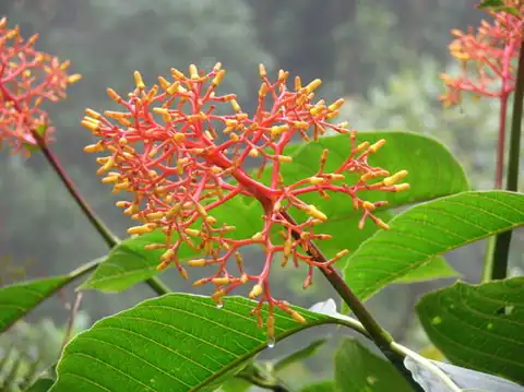 Foto dokumenter Palicourea guianensis