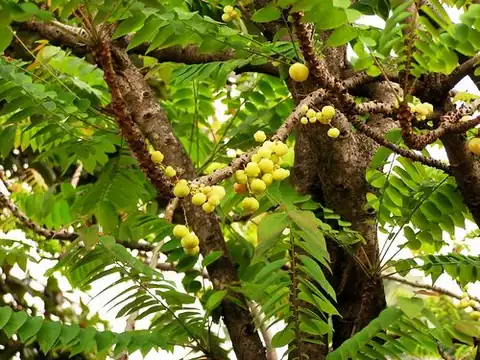 Foto dokumenter Phyllanthus acidus