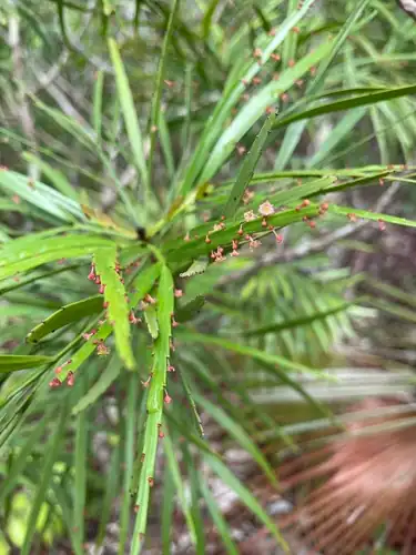 Foto dokumenter Phyllanthus angustifolius