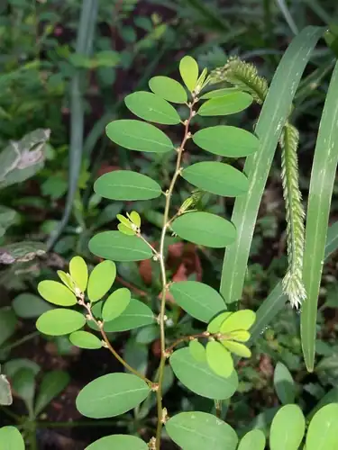Foto dokumenter Phyllanthus caroliniensis