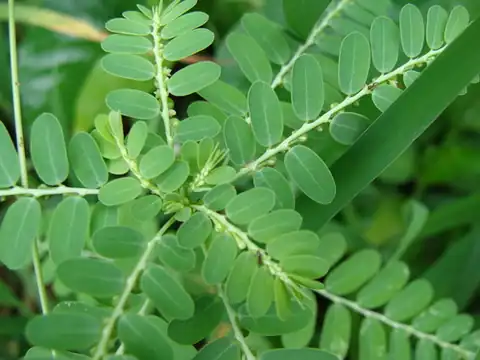 Foto dokumenter Phyllanthus niruri