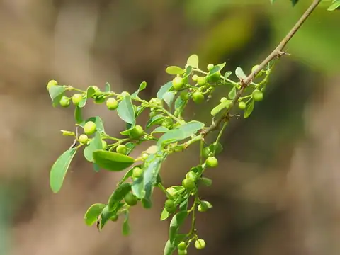Foto dokumenter Phyllanthus reticulatus