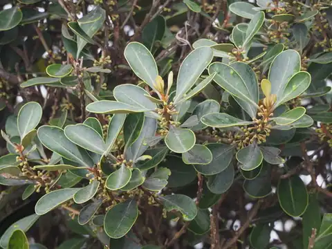 Foto dokumenter Planchonella obovata