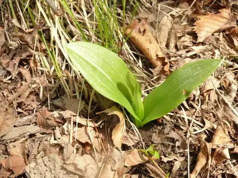 Foto dokumenter Platanthera densa