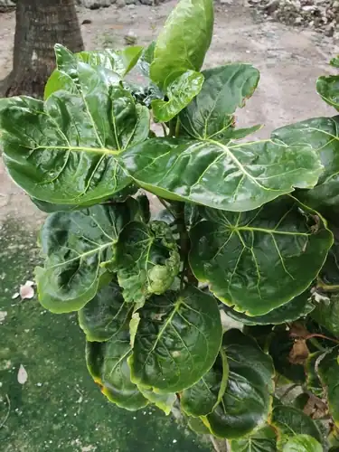 Foto dokumenter Polyscias scutellaria