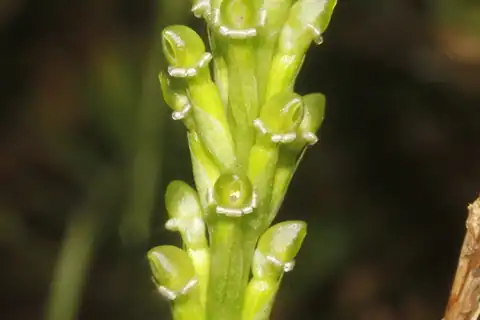 Foto dokumenter Prescottia stachyodes