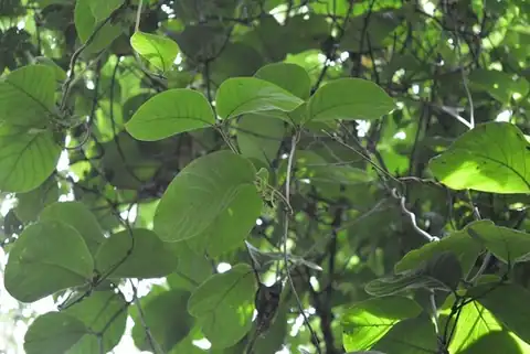 Foto dokumenter Prestonia mexicana