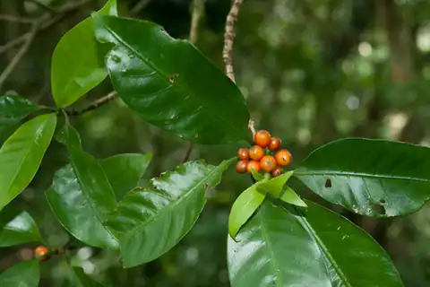 Foto dokumenter Psychotria cephalophora