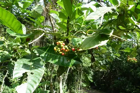 Foto dokumenter Psychotria grandis