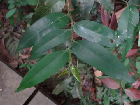 Foto dokumenter Putranjiva formosana