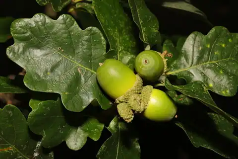 Foto dokumenter Quercus petraea