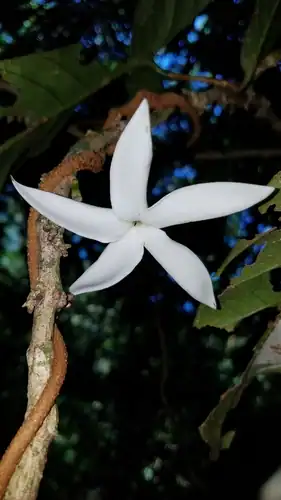 Foto dokumenter Randia pterocarpa