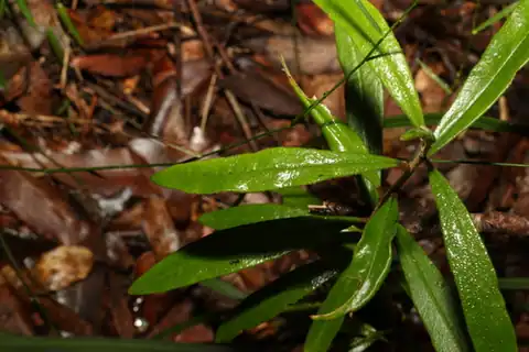 Foto dokumenter Ricinocarpos speciosus