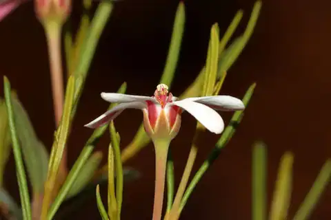 Foto dokumenter Ricinocarpos undulatus