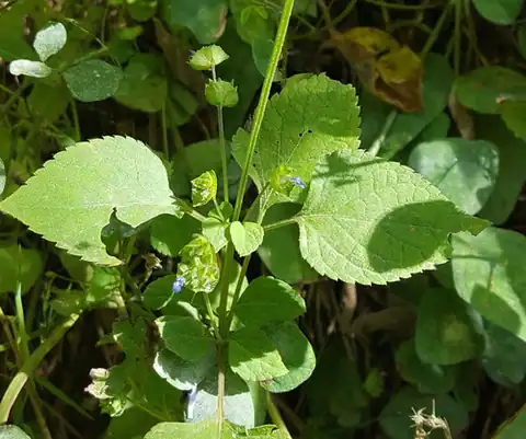 Foto dokumenter Salvia lasiocephala