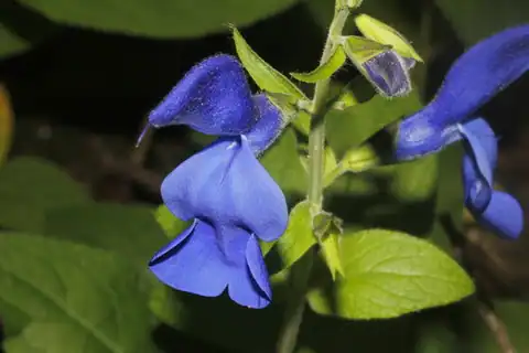 Foto dokumenter Salvia patens