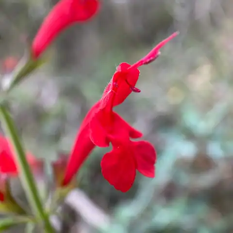 Foto dokumenter Salvia roemeriana