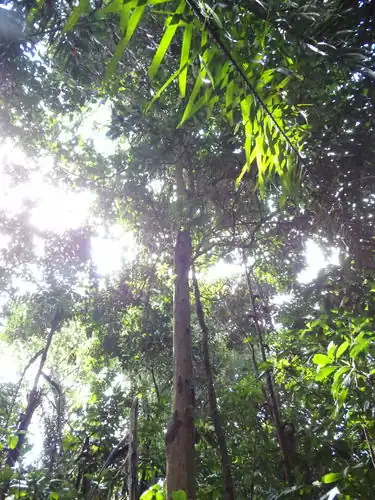 Foto dokumenter Baccaurea motleyana