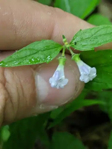 Foto dokumenter Scutellaria nervosa