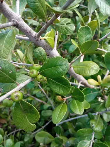 Foto dokumenter Sideroxylon americanum