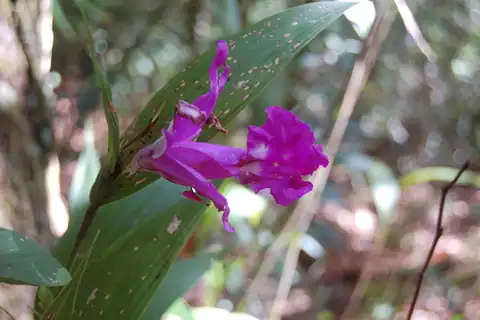 Foto dokumenter Sobralia macrantha