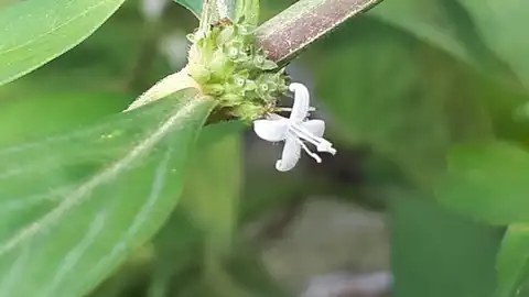 Foto dokumenter Spermacoce ocymifolia