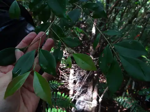 Foto dokumenter Syzygium euphlebium