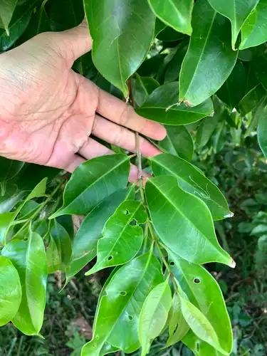 Foto dokumenter Syzygium simile