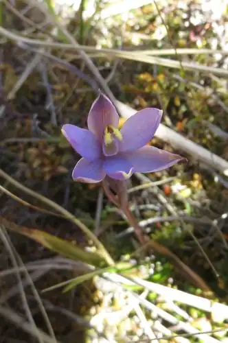 Foto dokumenter Thelymitra formosa
