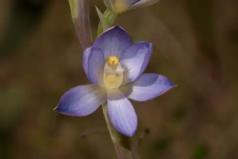 Foto dokumenter Thelymitra grandiflora