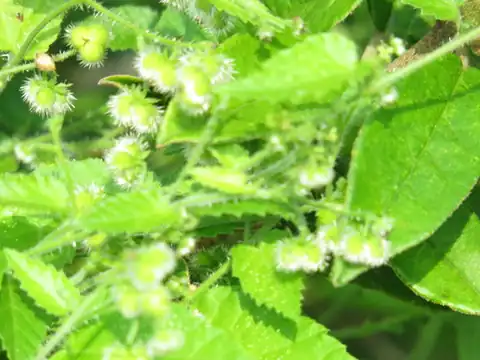 Foto dokumenter Tragia glanduligera