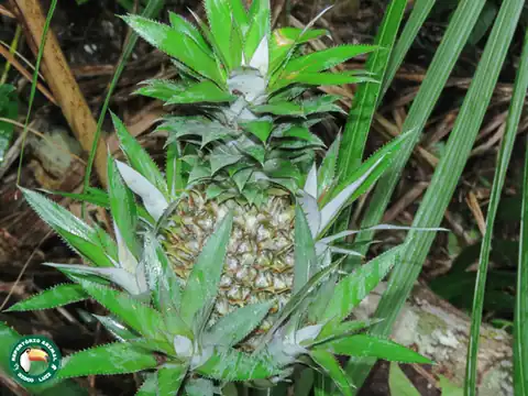 Foto dokumenter Ananas comosus