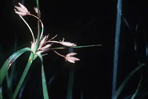 Foto dokumenter Bolboschoenus fluviatilis