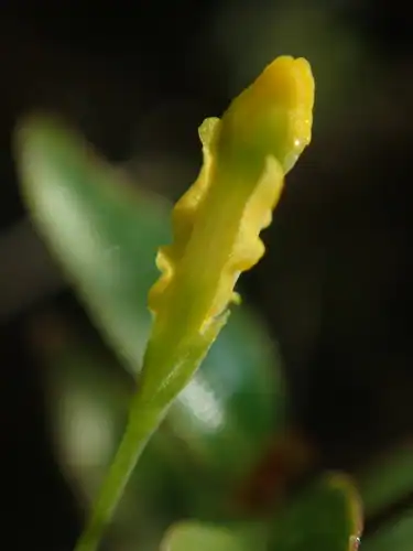 Foto dokumenter Burmannia flava