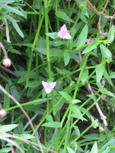 Foto dokumenter Callisia micrantha