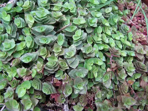 Foto dokumenter Callisia repens