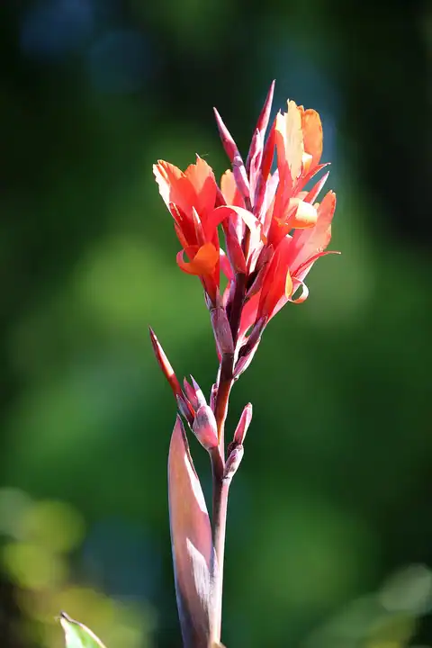 Foto dokumenter Canna indica