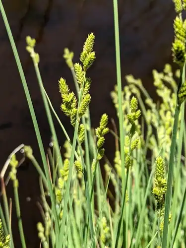 Foto dokumenter Carex canescens