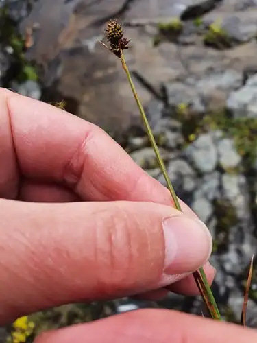 Foto dokumenter Carex norvegica