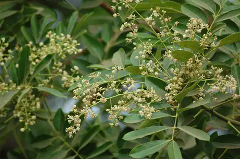 Foto dokumenter Khaya senegalensis