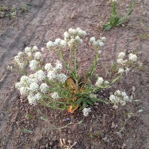 Foto dokumenter Lepidium appelianum