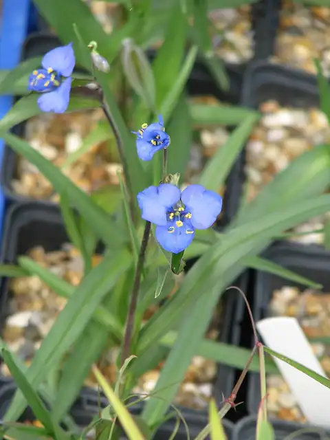 Foto dokumenter Commelina dianthifolia