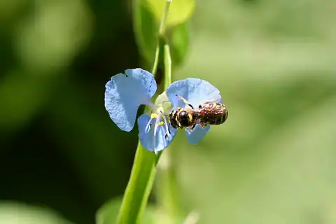 Foto dokumenter Commelina diffusa