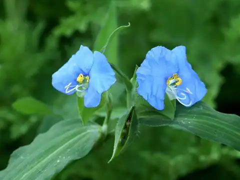 Foto dokumenter Commelina erecta