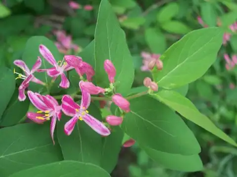 Foto dokumenter Lonicera tatarica