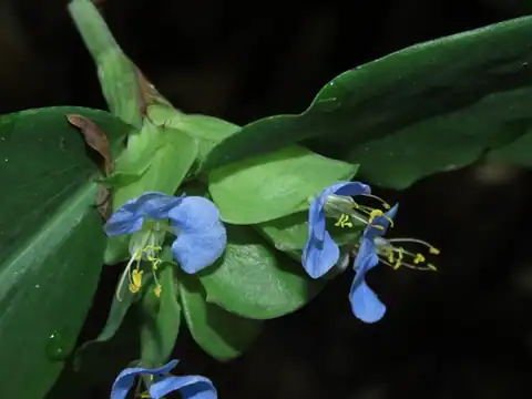 Foto dokumenter Commelina paludosa
